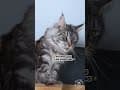 YouTube Shorts Maine Coon Video Thumbnail