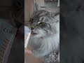 YouTube Shorts Maine Coon Video Thumbnail