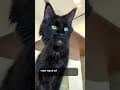 YouTube Shorts Maine Coon Video Thumbnail