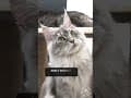 YouTube Shorts Maine Coon Video Thumbnail