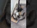 YouTube Shorts Maine Coon Video Thumbnail