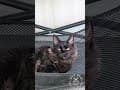 YouTube Shorts Maine Coon Video Thumbnail