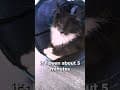 YouTube Shorts Maine Coon Video Thumbnail