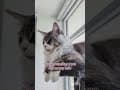 YouTube Shorts Maine Coon Video Thumbnail