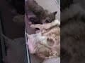 YouTube Shorts Maine Coon Video Thumbnail