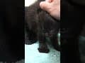 YouTube Shorts Maine Coon Video Thumbnail