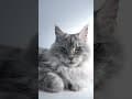 YouTube Shorts Maine Coon Video Thumbnail