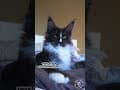 YouTube Shorts Maine Coon Video Thumbnail