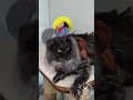 YouTube Shorts Maine Coon Video Thumbnail