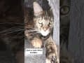 YouTube Shorts Maine Coon Video Thumbnail