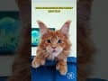 YouTube Shorts Maine Coon Video Thumbnail