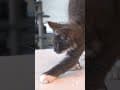 YouTube Shorts Maine Coon Video Thumbnail