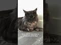 YouTube Shorts Maine Coon Video Thumbnail