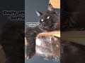 YouTube Shorts Maine Coon Video Thumbnail