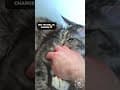 YouTube Shorts Maine Coon Video Thumbnail