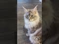 YouTube Shorts Maine Coon Video Thumbnail