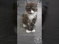 YouTube Shorts Maine Coon Video Thumbnail