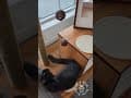 YouTube Shorts Maine Coon Video Thumbnail