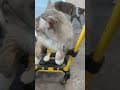 YouTube Shorts Maine Coon Video Thumbnail