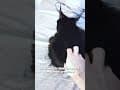 YouTube Shorts Maine Coon Video Thumbnail