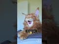 YouTube Shorts Maine Coon Video Thumbnail