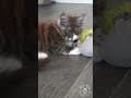 YouTube Shorts Maine Coon Video Thumbnail