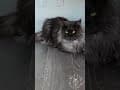 YouTube Shorts Maine Coon Video Thumbnail