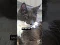 YouTube Shorts Maine Coon Video Thumbnail