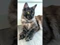 YouTube Shorts Maine Coon Video Thumbnail