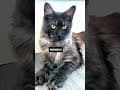 YouTube Shorts Maine Coon Video Thumbnail