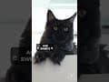 YouTube Shorts Maine Coon Video Thumbnail