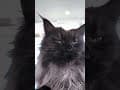 YouTube Shorts Maine Coon Video Thumbnail