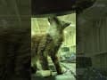 YouTube Shorts Maine Coon Video Thumbnail