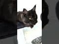 YouTube Shorts Maine Coon Video Thumbnail