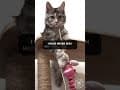 YouTube Shorts Maine Coon Video Thumbnail