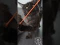 YouTube Shorts Maine Coon Video Thumbnail