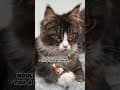 YouTube Shorts Maine Coon Video Thumbnail