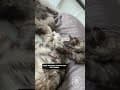 YouTube Shorts Maine Coon Video Thumbnail