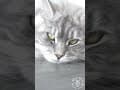 YouTube Shorts Maine Coon Video Thumbnail