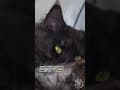 YouTube Shorts Maine Coon Video Thumbnail