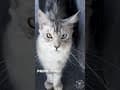 YouTube Shorts Maine Coon Video Thumbnail