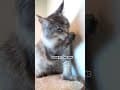 YouTube Shorts Maine Coon Video Thumbnail