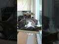 YouTube Shorts Maine Coon Video Thumbnail