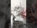 YouTube Shorts Maine Coon Video Thumbnail