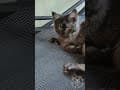 YouTube Shorts Maine Coon Video Thumbnail