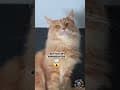 YouTube Shorts Maine Coon Video Thumbnail