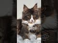 YouTube Shorts Maine Coon Video Thumbnail