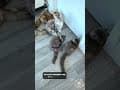 YouTube Shorts Maine Coon Video Thumbnail