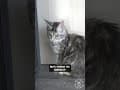 YouTube Shorts Maine Coon Video Thumbnail