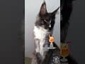 YouTube Shorts Maine Coon Video Thumbnail